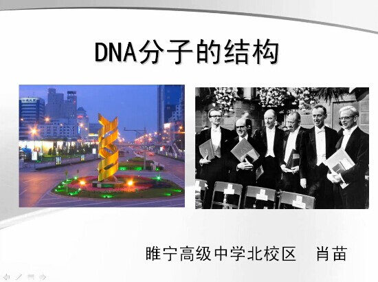 DNA 分子的结构