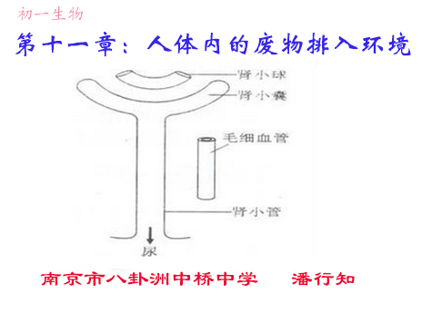 人体内的废物排入环境