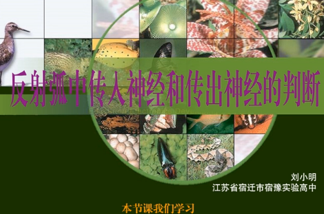 反射弧中传入神经和传出神经的判断